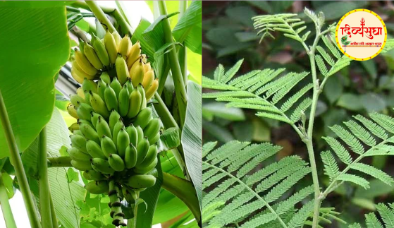 शमी और केले के पेड़: इन गलतियों से बचें, नहीं तो होगा नुकसान