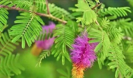 “वास्तु के अनुसार उत्तर-पूर्व दिशा में लगाए गए शुभ पौधे – क्रासुला, अपराजिता, मोगरा और शमी”