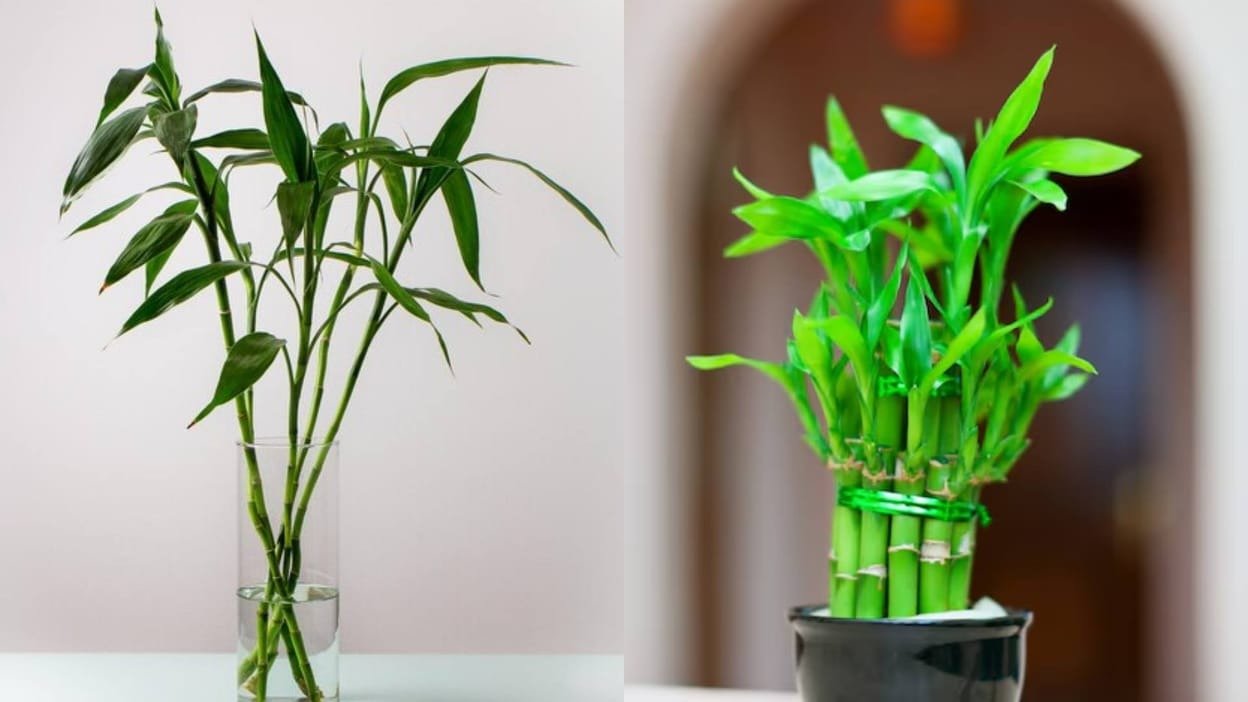 बांस का पौधा घर में सकारात्मक ऊर्जा और धन वृद्धि के लिए वास्तु अनुसार रखा गया
