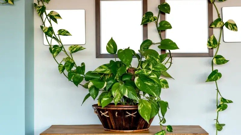 घर के दक्षिण-पूर्व कोने में गमले में लगा हरा-भरा मनी प्लांट पौधा