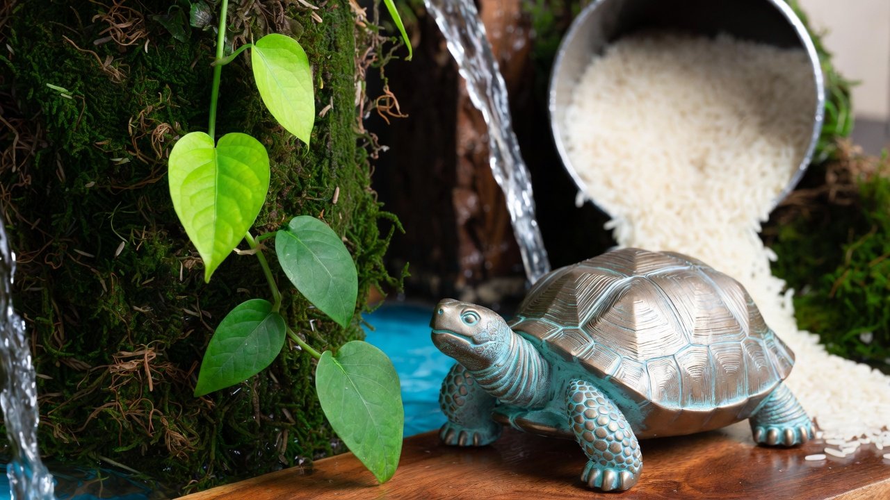 घर में धन वृद्धि के वास्तु उपाय – मनी प्लांट, लाफिंग बुद्धा, मेंढक, चावल डिब्बा