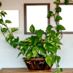 मनीप्लांट का वास्तु महत्व और घर में सकारात्मक ऊर्जा