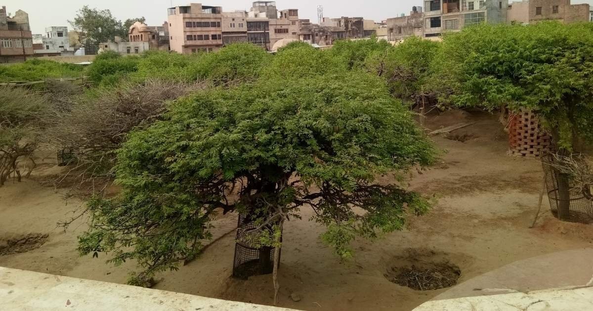 वृंदावन के निधिवन में स्थित रंग महल और तुलसी वृक्षों का रहस्यमयी दृश्य