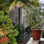 घर में तुलसी का पौधा, शुभ दिशा में लगा हुआ और साफ-सुथरी जगह पर