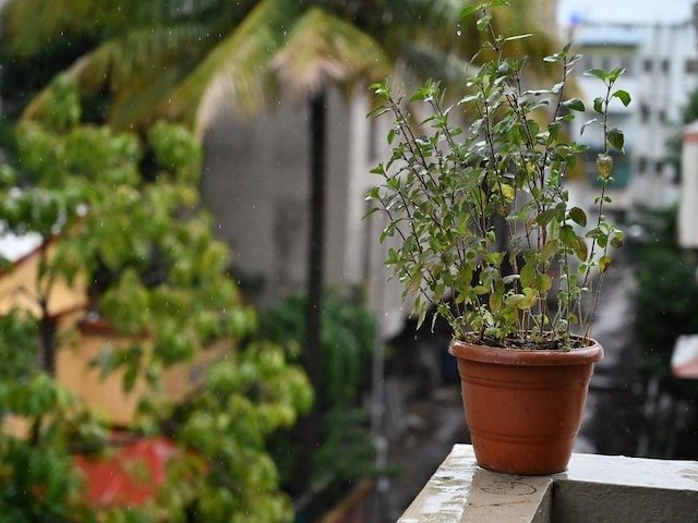 घर में तुलसी का पौधा, शुभ दिशा में लगा हुआ और साफ-सुथरी जगह पर