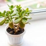 जेड प्लांट वास्तु नियम - घर में सुख, समृद्धि और धन के लिए