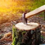 वास्तु शास्त्र के अनुसार पेड़ काटने का सही तरीका और सावधानियां