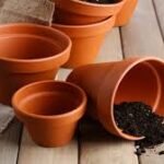 वास्तु शास्त्र में घर के लिए गमलों का महत्व और सही दिशा में गमला रखना