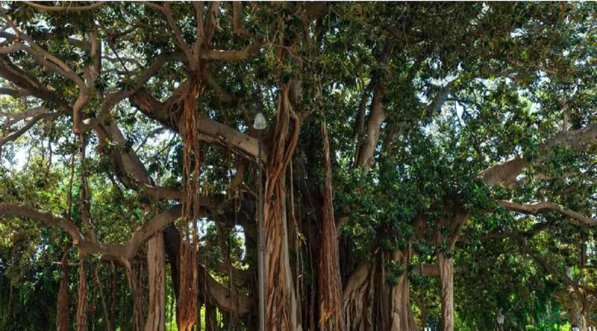 भगवान विष्णु, लक्ष्मी और गणेश पूजा के साथ बरगद के पत्ते का धार्मिक महत्व दर्शाती तस्वीर
