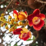शिवलिंग और नाग जैसी आकृति वाला नागपुष्प फूल